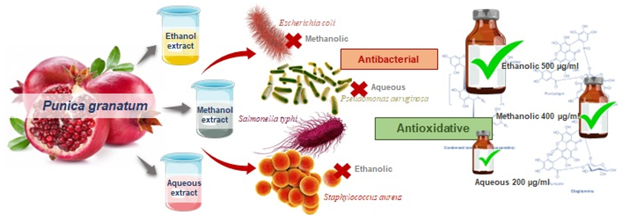 antioxidant properties of pomegranate peel extracts