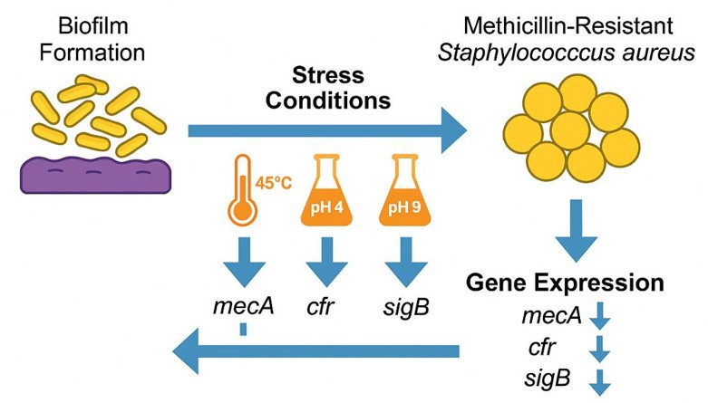 stress factor impact on MRSA biofilm formation