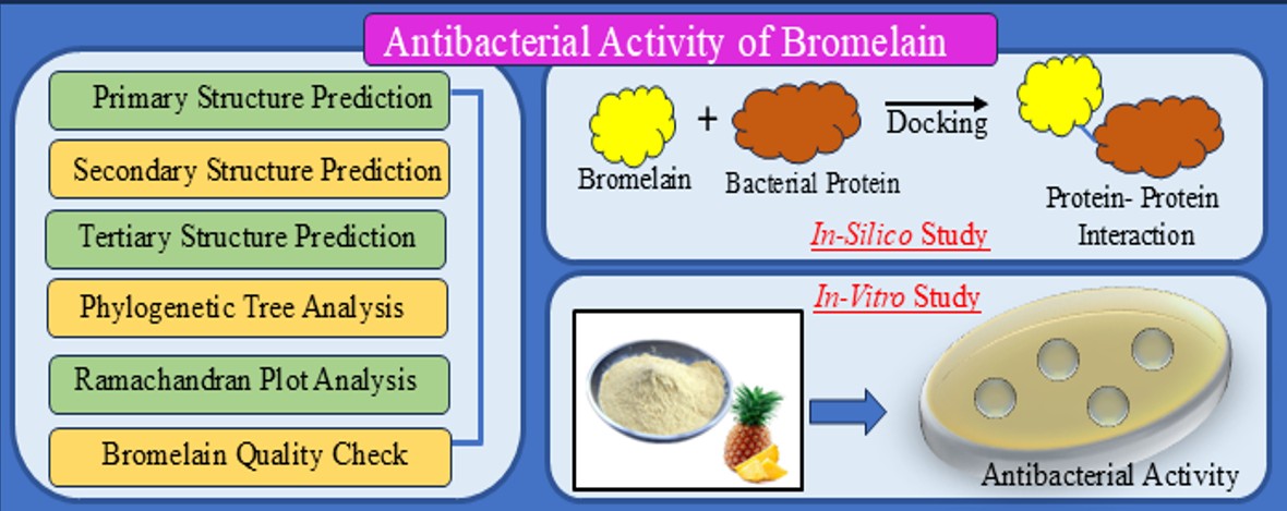 Bromelain and oral infection protection
