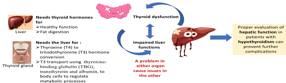 thyroid and liver functions relations