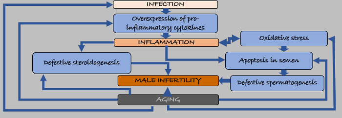 nflammation and infertility