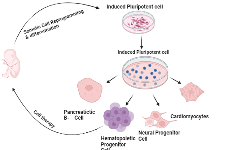 stem cell review