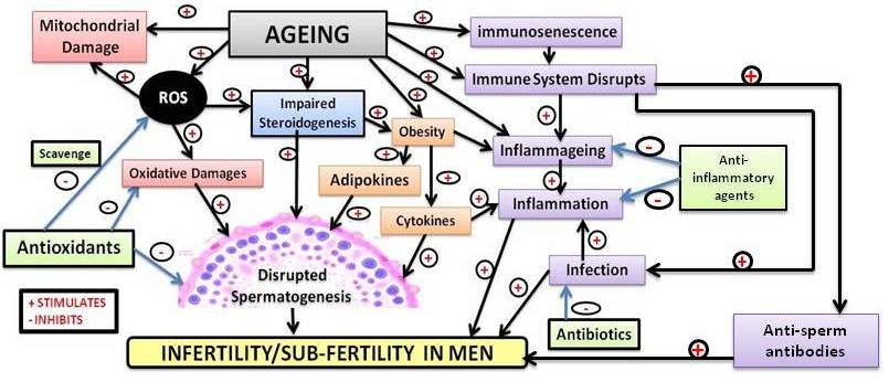 age and infertility