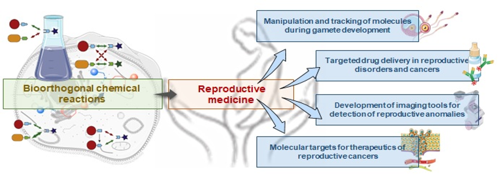 Bioorthogonal chemistry in the reproductive medicine