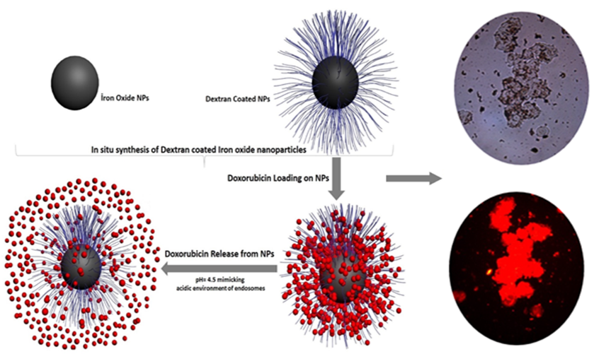Dextran magnetic nanoparticles