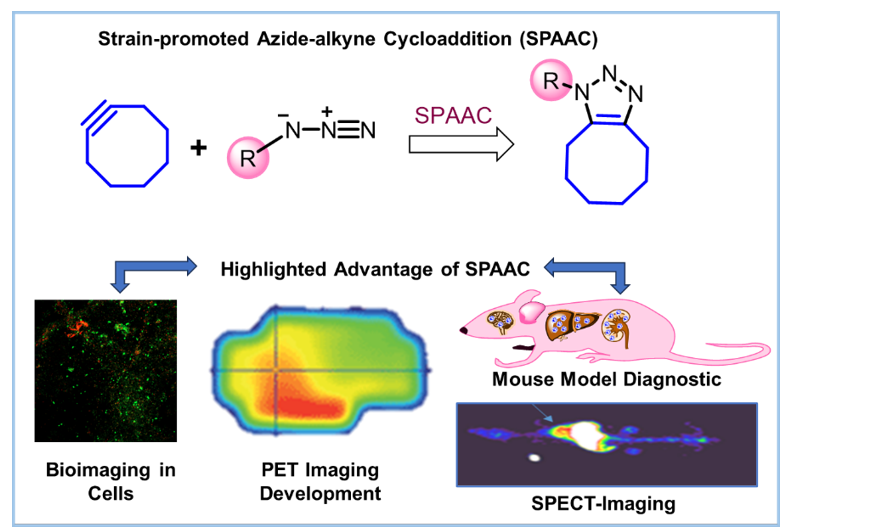 strain promoted bioorthogonal chemistry reactions