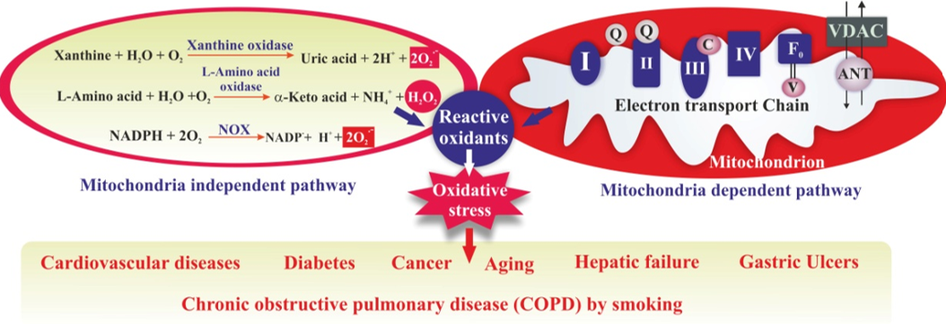 Oxidative stress mediated diseases