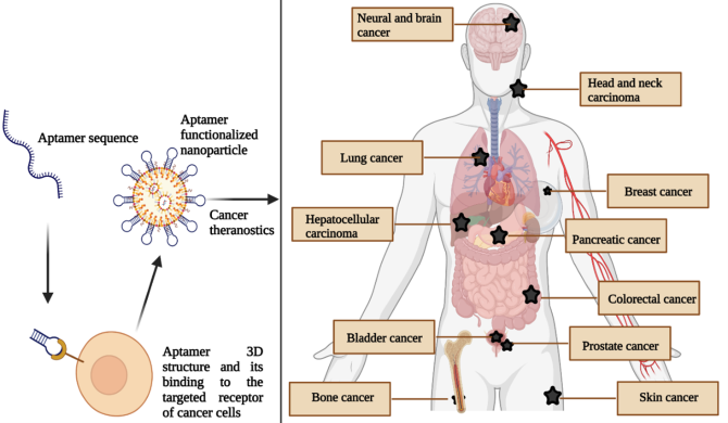 Aptamer in cancer therapy